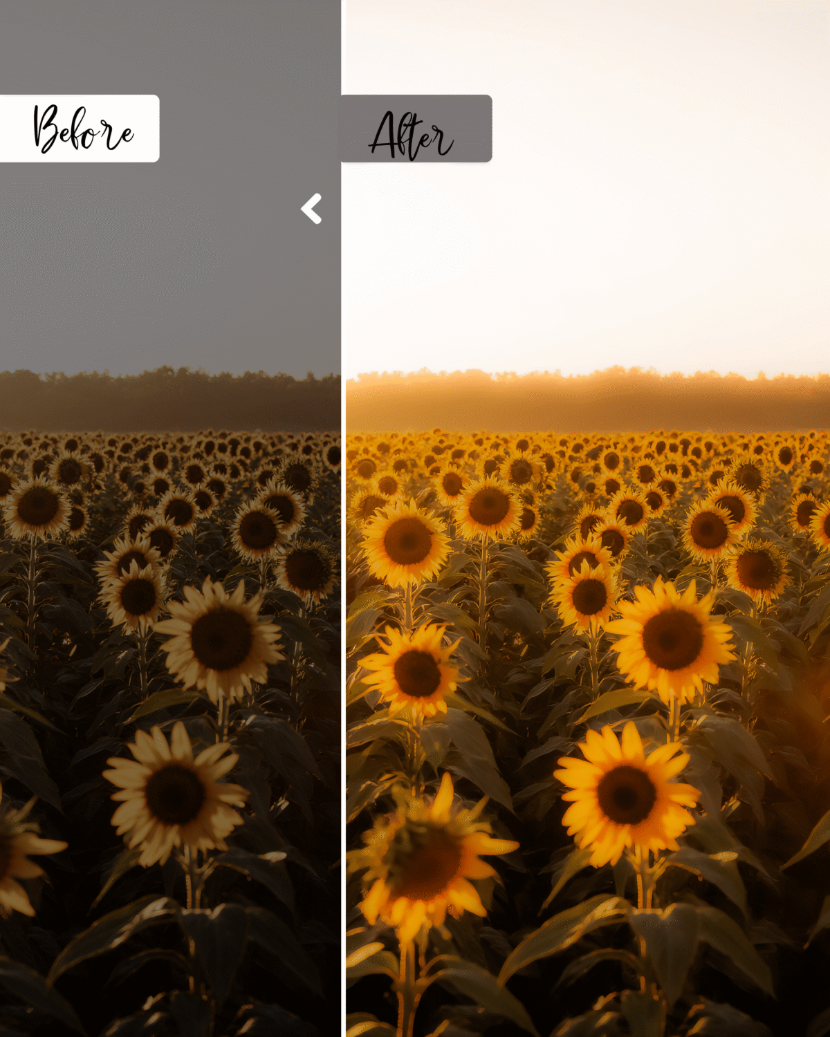 Field of blooming sunflowers under warm evening sky – summer nature.
