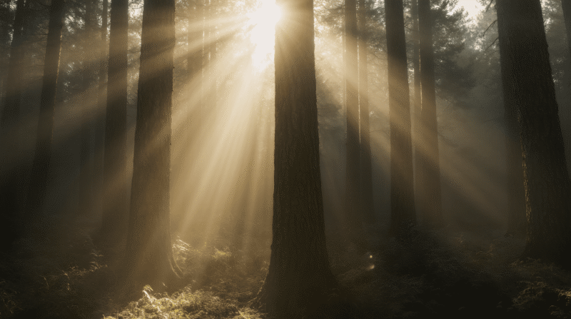 Forest covered in morning mist with soft light.